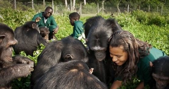 Feeding Chimps At Ngamba Island