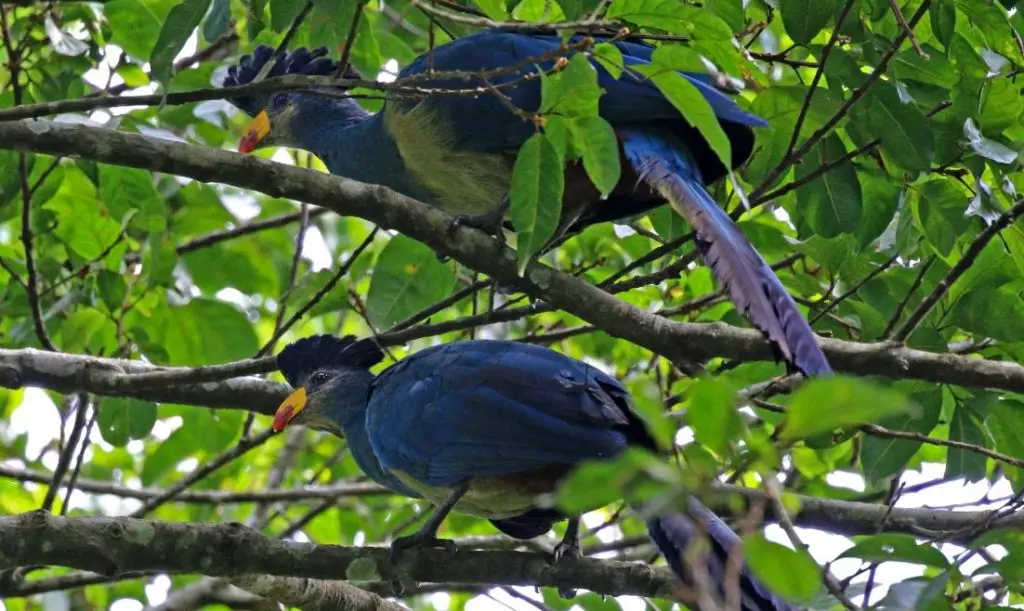 Great Blue Turacos In Kibale Forest National Park
