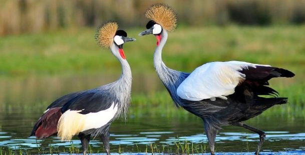 Crowned Cranes, Mabamba Swamp