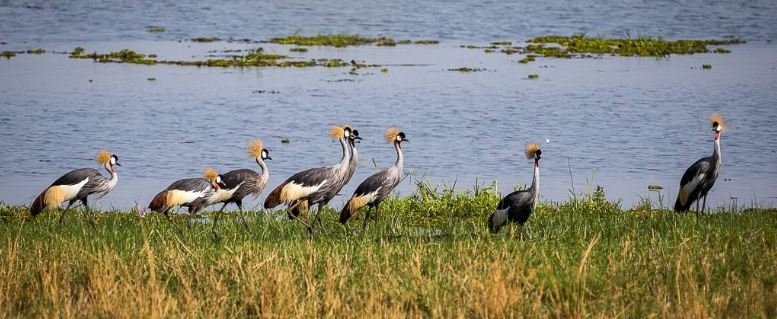 Grey Crowned Cranes in Murchison Falls National Park