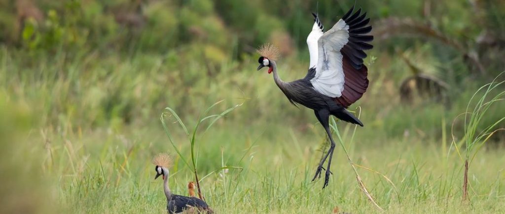 Grey-crowned cranes in Mabamba Swamp