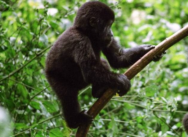 Juvenile Mountain Gorilla In Bwindi Impenetrable National Park