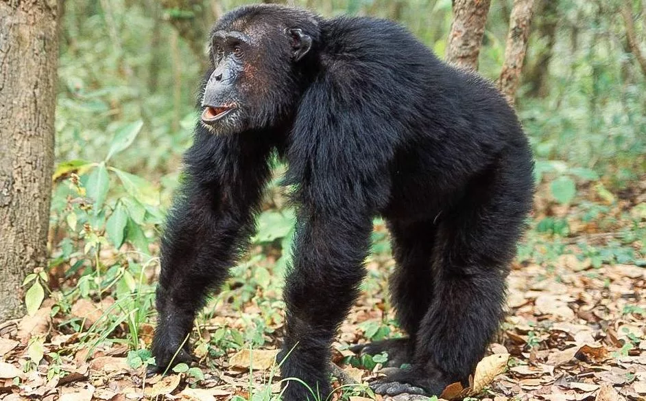 Chimpanzee in Kibale Forest National Park