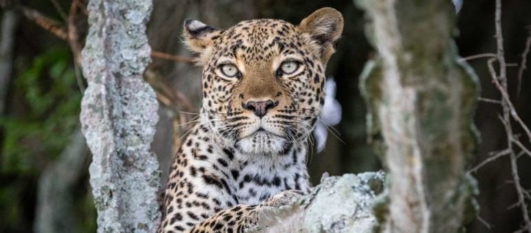 Leopard In A Tree - Murchison Falls National Park