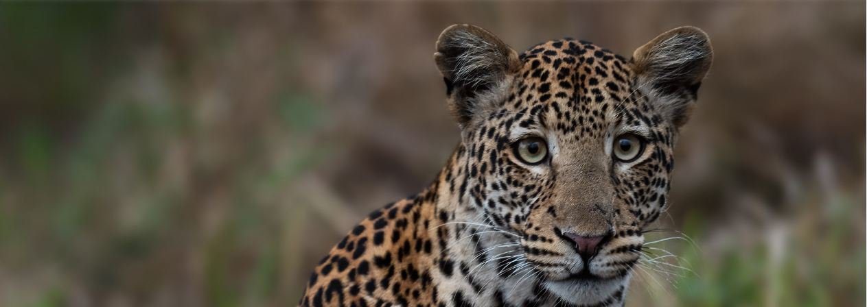 Leopard In Lake Mburo National Park