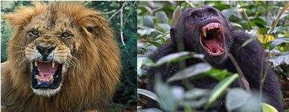 safari tours in Uganda