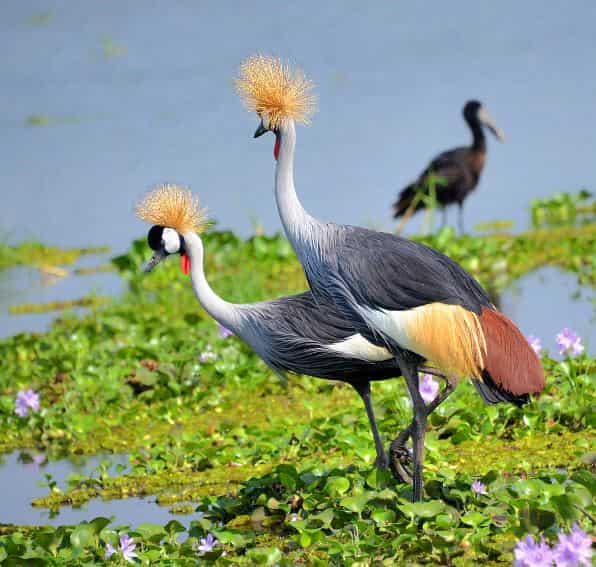 Mabamba Swamp
