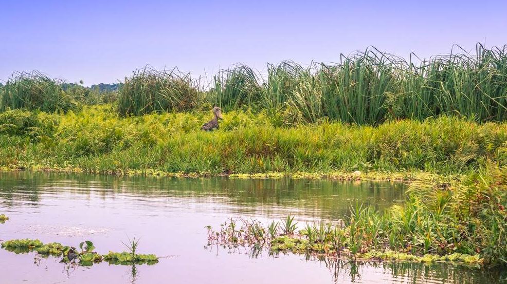 Mabamba Swamp Shoebill