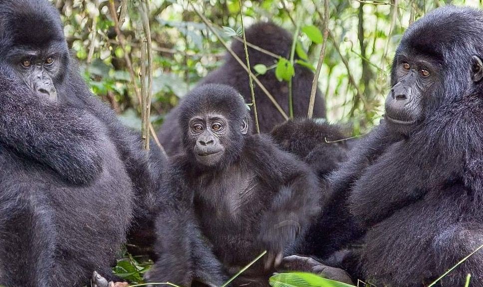 Mountain Gorilla Family - Gorillas of Uganda