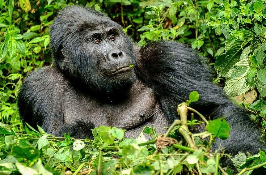 Mountain Gorillas Trekking, Things To Do In Bwindi