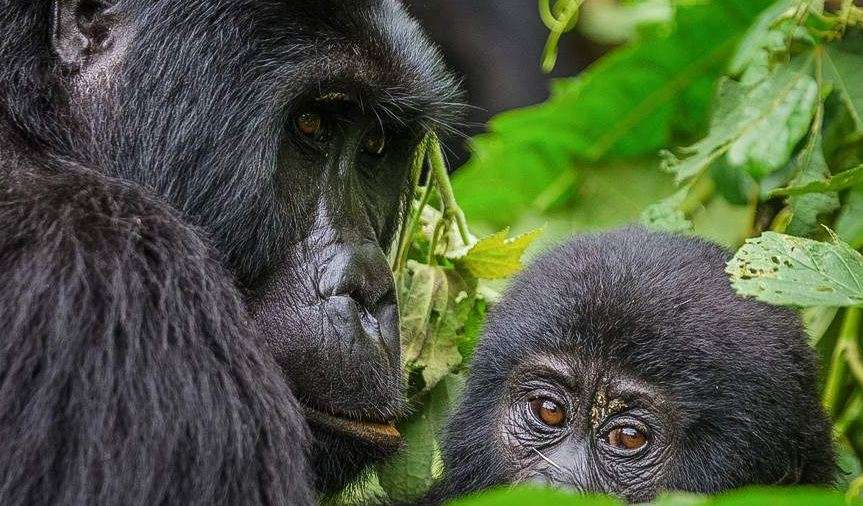 Mountain Gorilla with baby gorilla, Bwindi Gorilla Trekking Tour