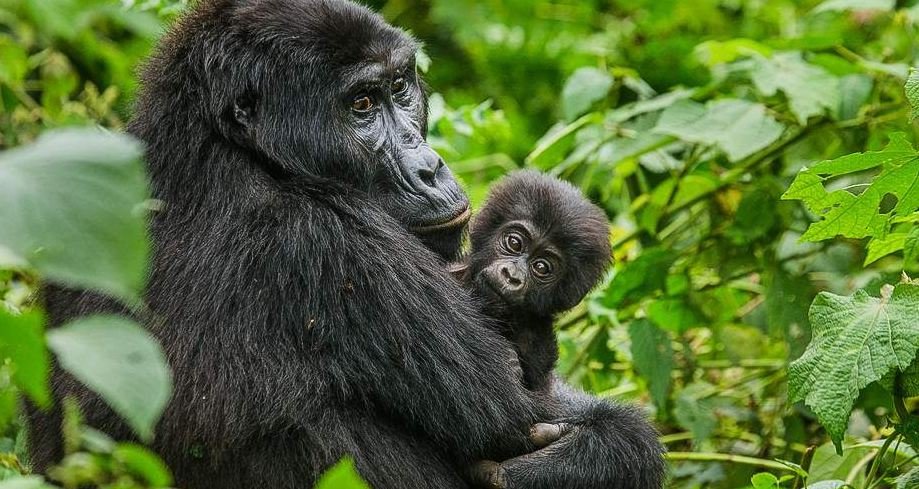 Mountain gorilla with baby in the forest – Bwindi Impenetrable National Park
