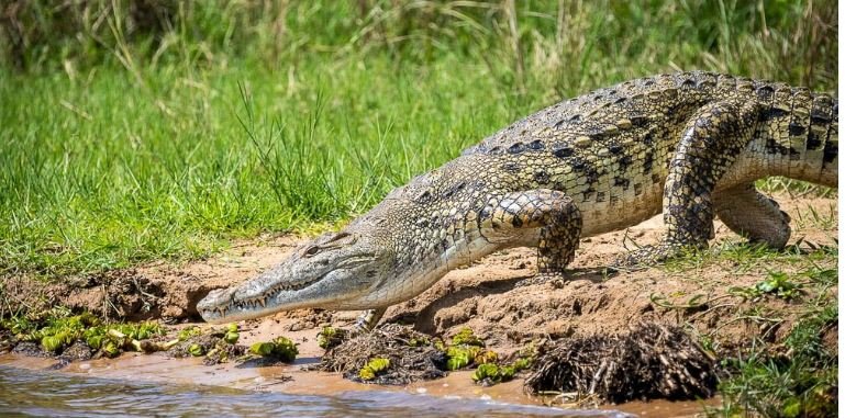 Nile Crocodile In Murchison Falls National Park