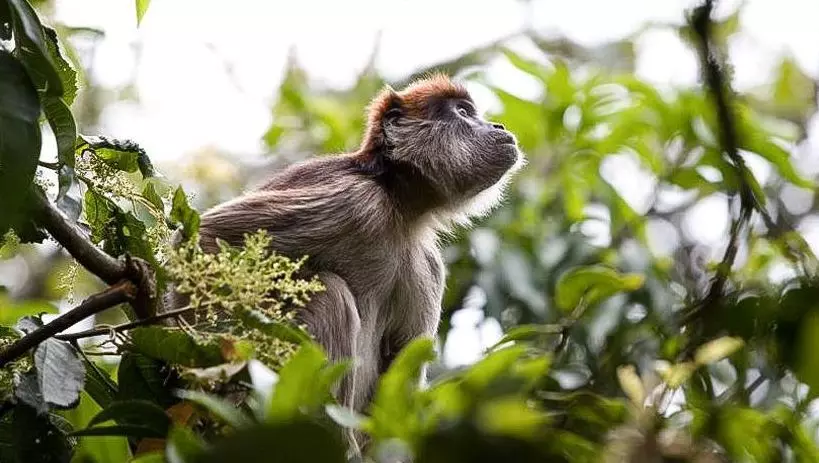 Red Colobus Monkey In Kibale Forest National Park