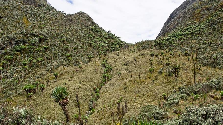 Rwenzori Mountains National Park flora