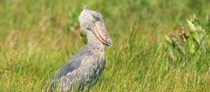 Uganda birding safari