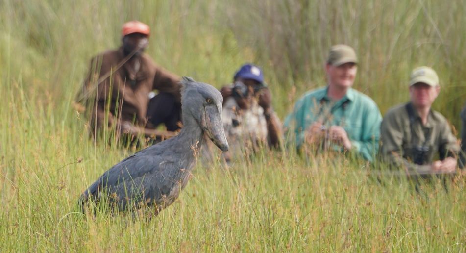 Shoebill bird watching in Mabamba Swamp