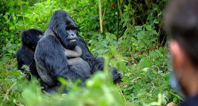 Uganda gorilla trekking Cost