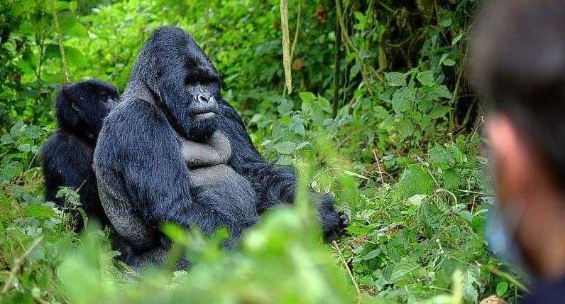 Uganda gorilla trekking cost