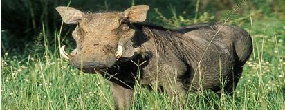 safari tours in Uganda