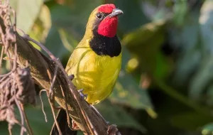 Birds Of Uganda