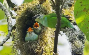 Birds Of Uganda