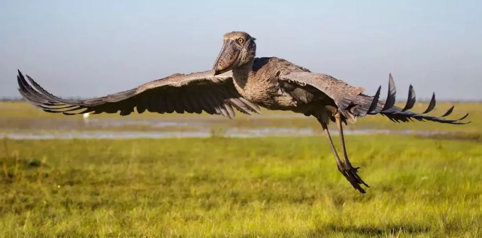 Birds Of Uganda
