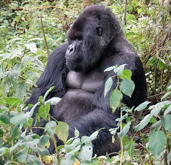 Diet For Gorillas