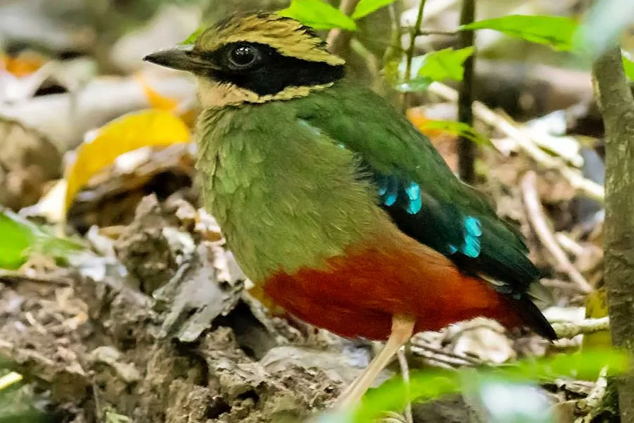 Birds of Uganda