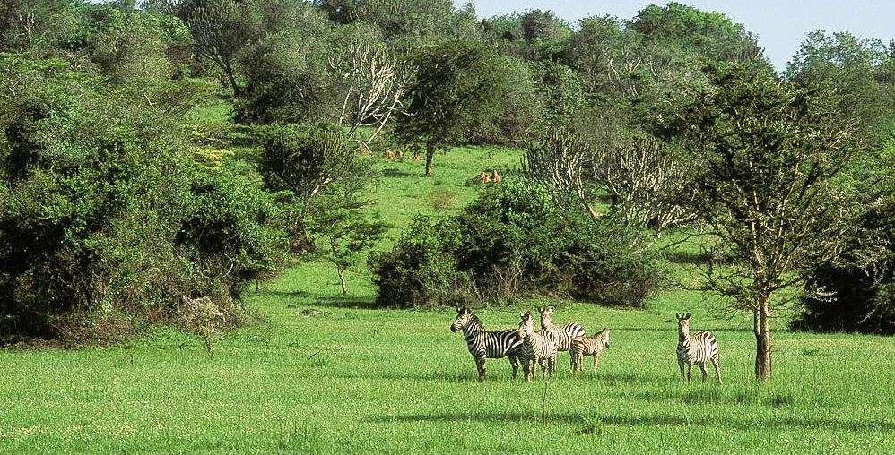 Short Uganda Safaris