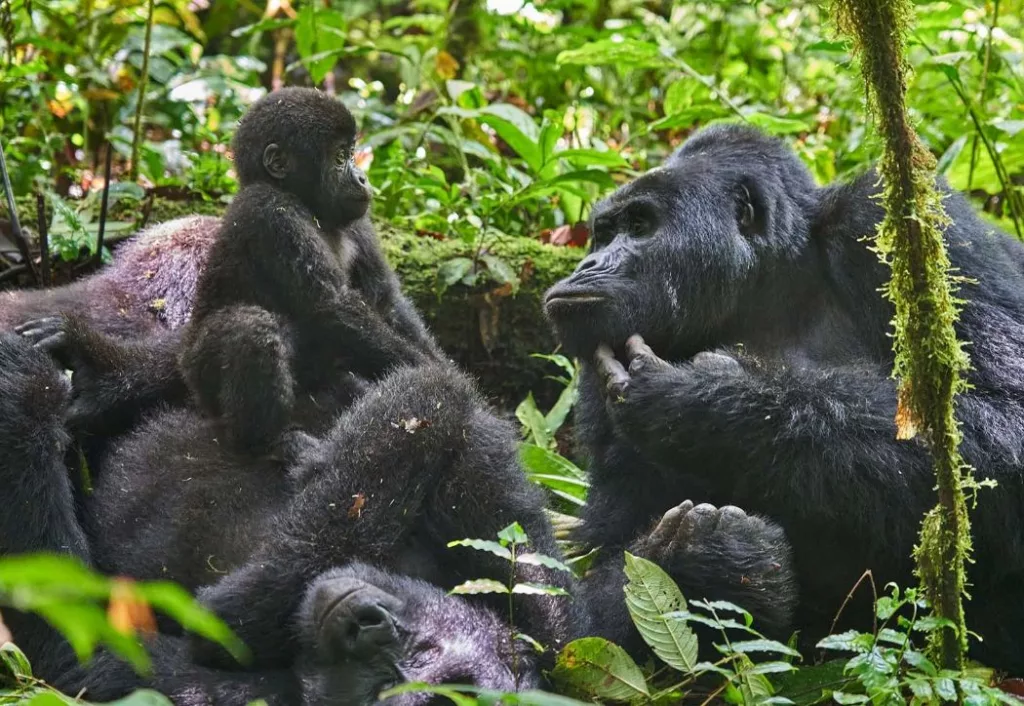 Best Time To Visit Uganda