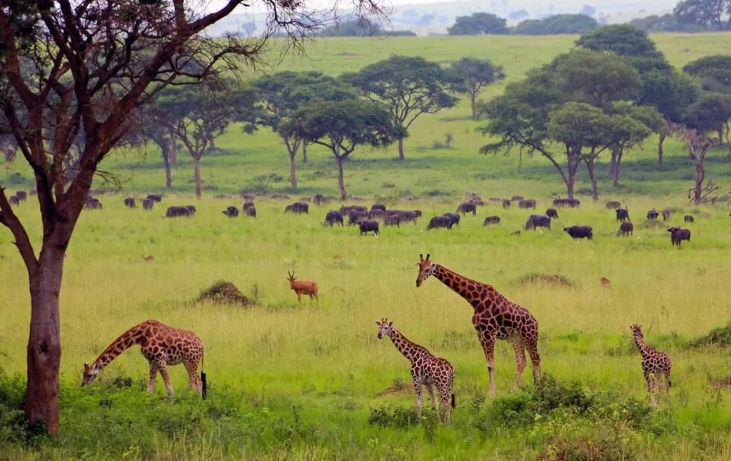What To Expect On A Safari In Uganda