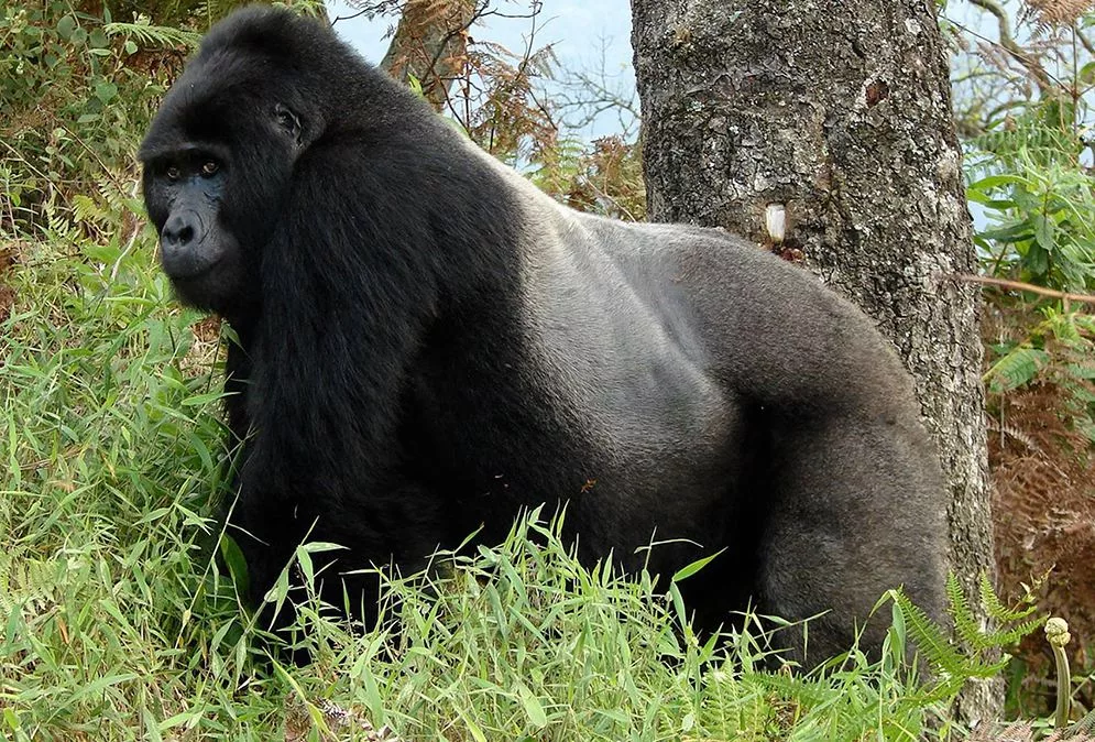 gorilla trekking in Africa