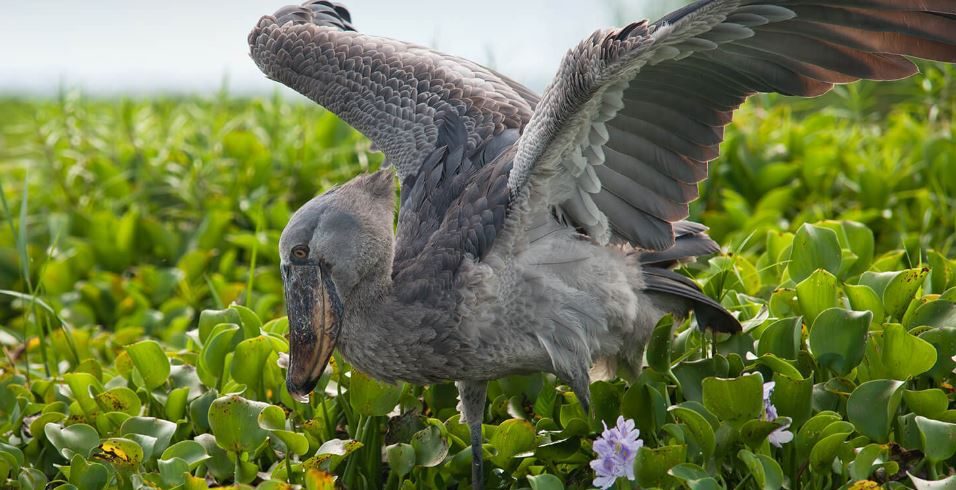 1 Day Mabamba Birding Tour - Shoebill