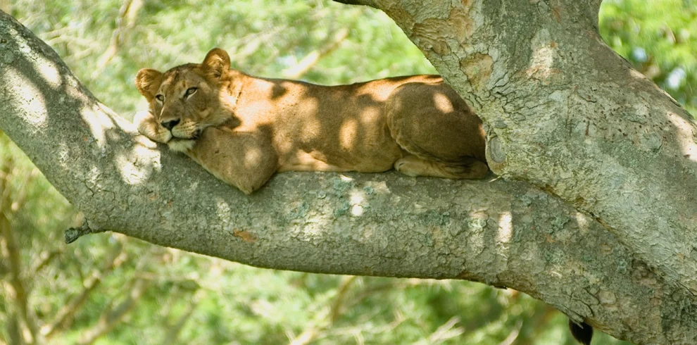 10 Days Uganda Wildlife Safari