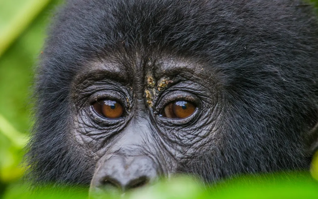 2 Day Gorilla Trekking Uganda Tour Via Kigali, Rwanda
