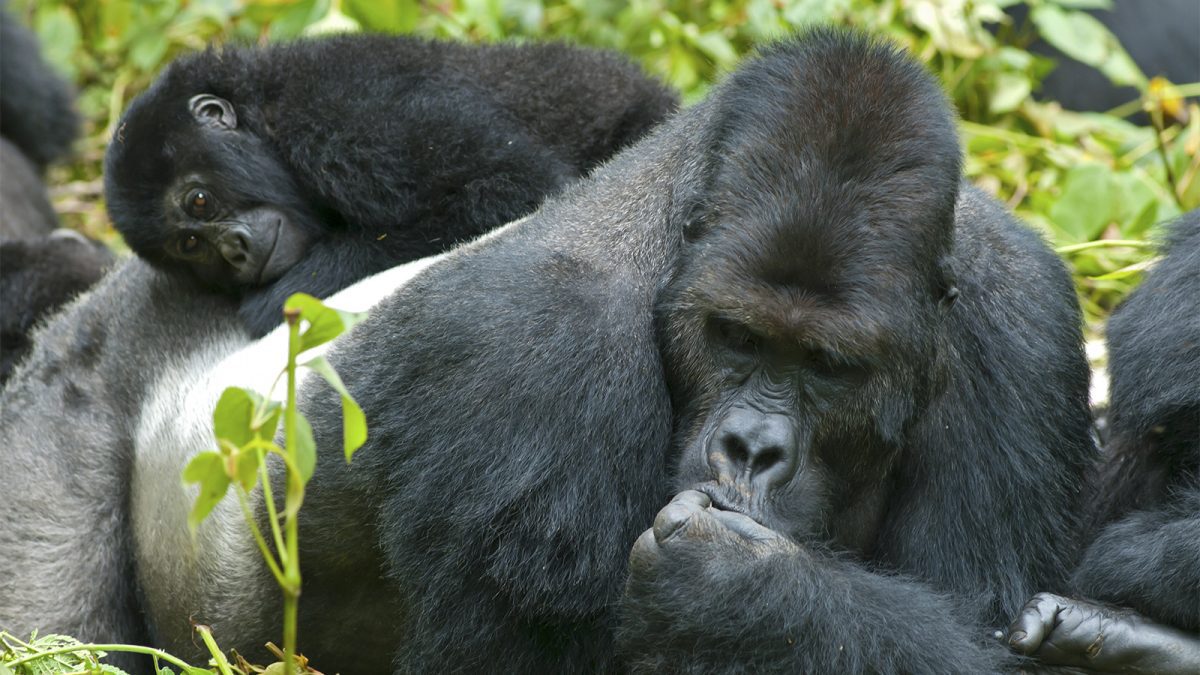 Gorilla Families in Uganda