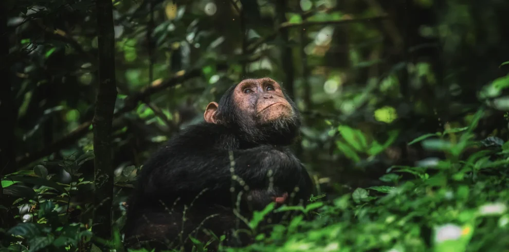 3-Day Kibale Chimp Trekking Tour, Uganda