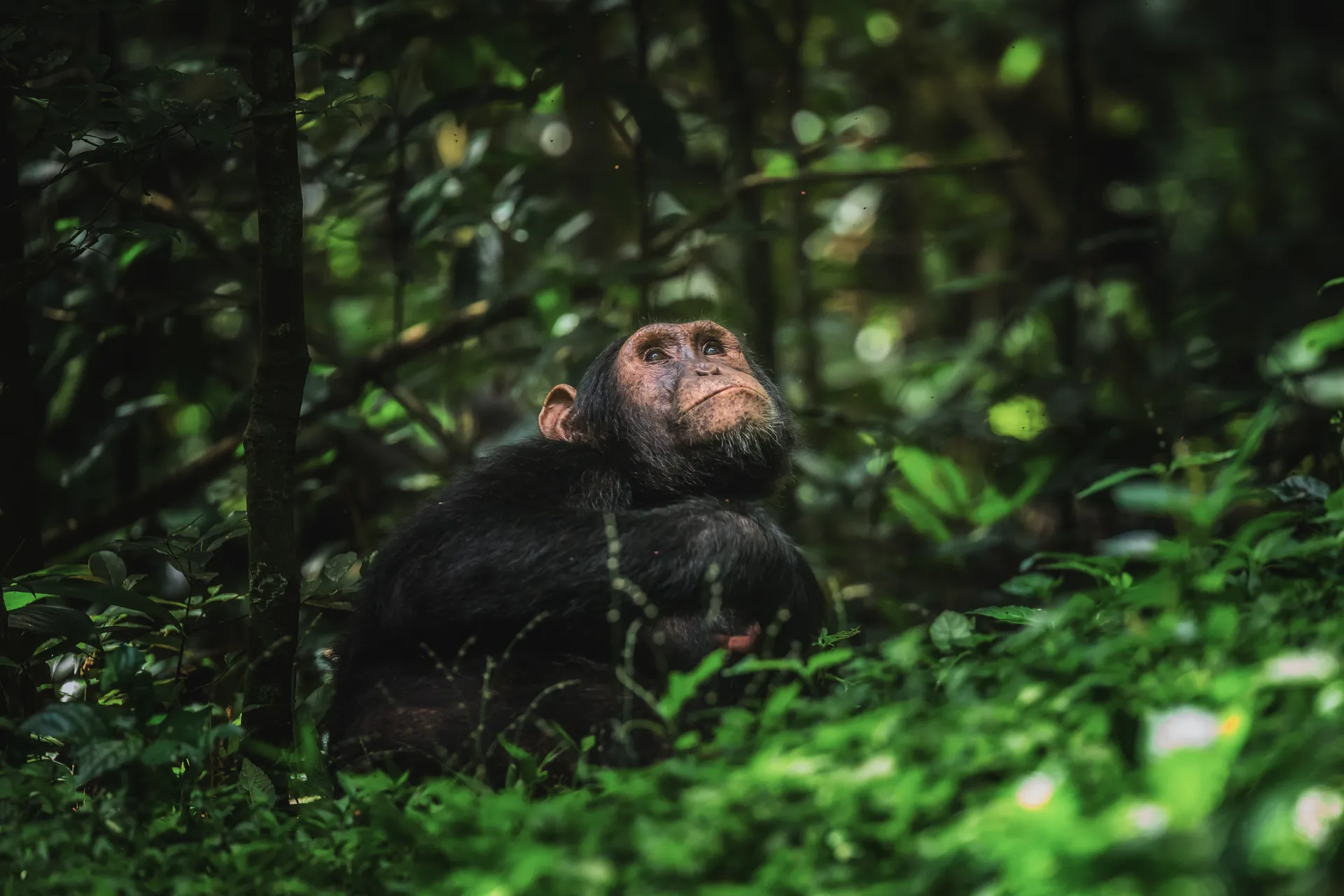 3-Day Kibale Chimp Trekking Tour, Uganda