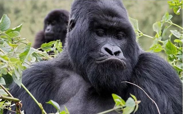 3 Day gorilla trekking Uganda