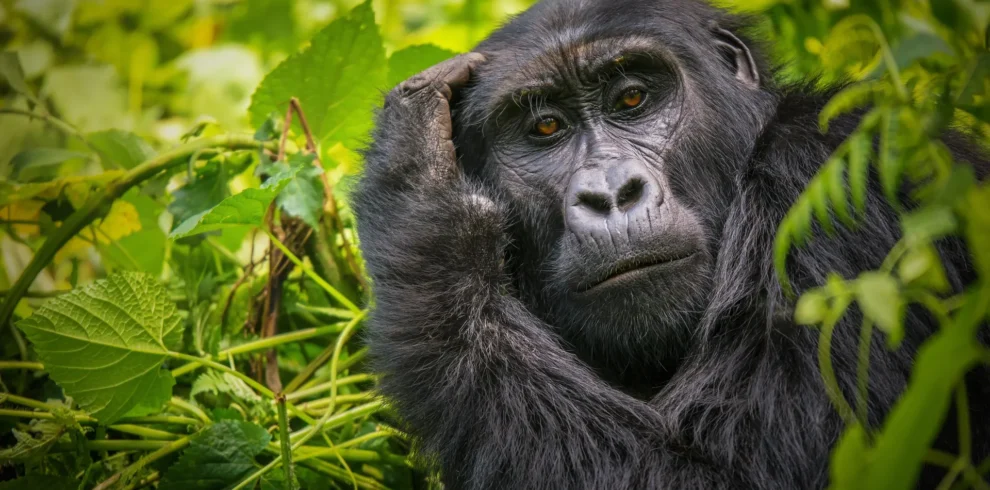 3 Days Gorilla Trek Uganda Tour Via Kigali Rwanda