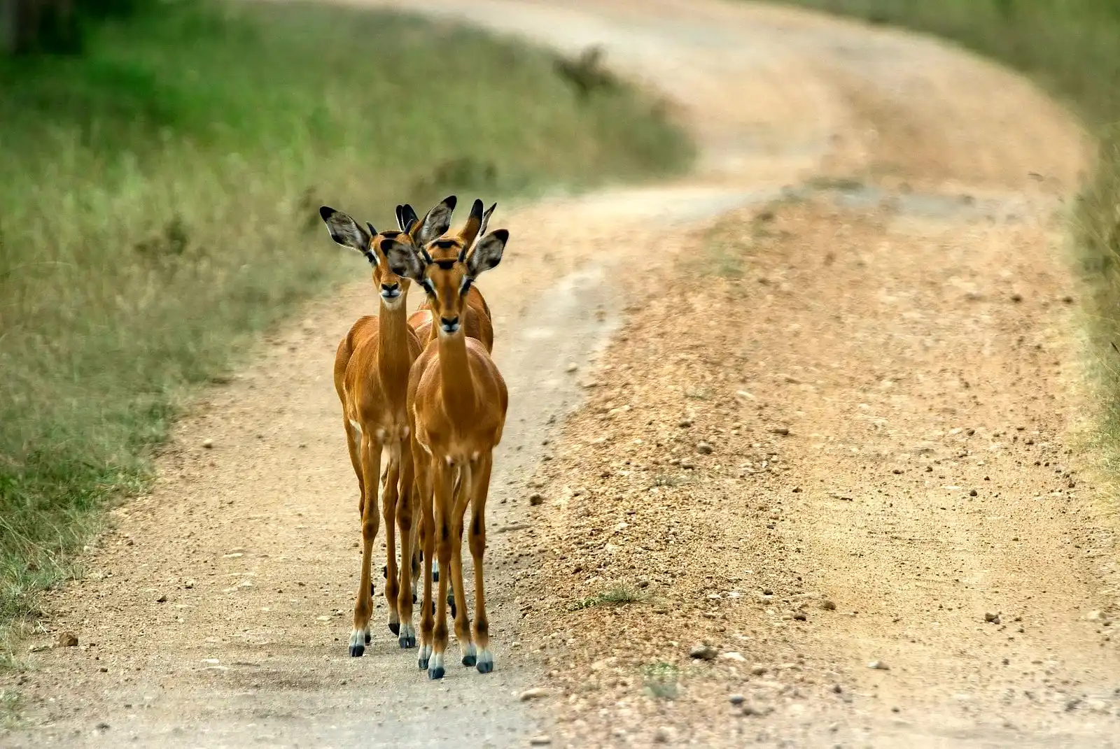 3 Days Lake Mburo Safari, Boat Cruise