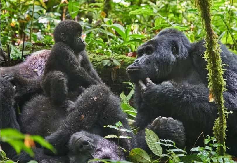5 days gorilla wildlife tour