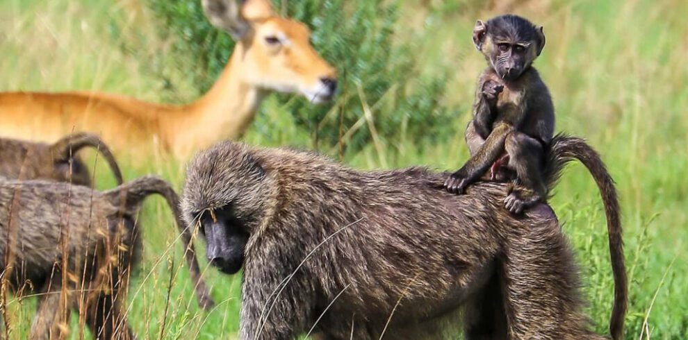 6 Day Uganda Safari