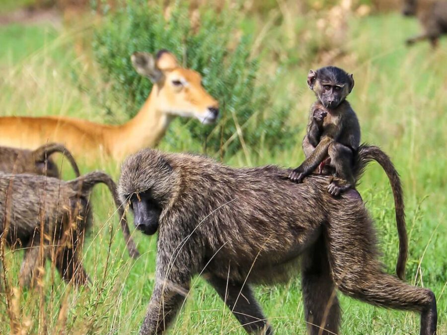 6 Day Uganda Safari