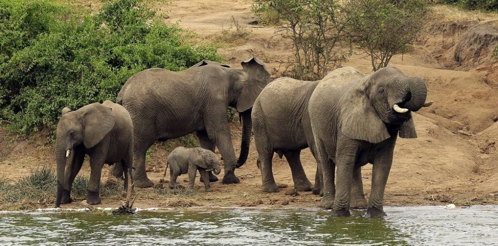 7-Day Uganda Wildlife Safari