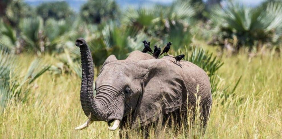 African Big Five animals