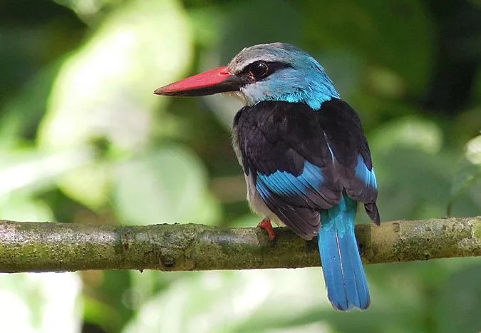 Budongo Forest