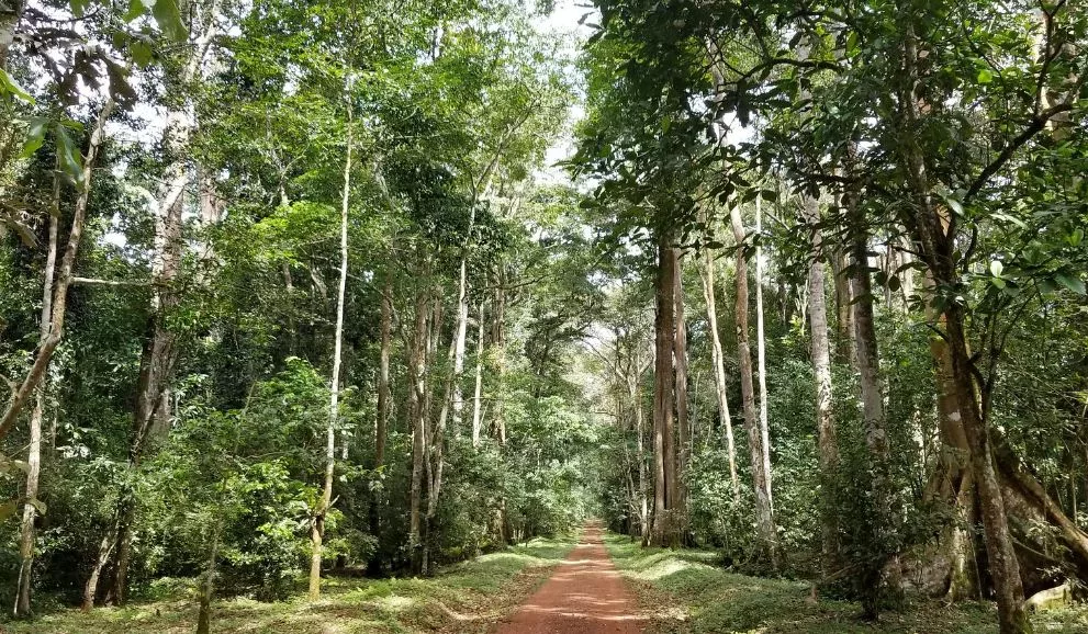 Budongo Forest