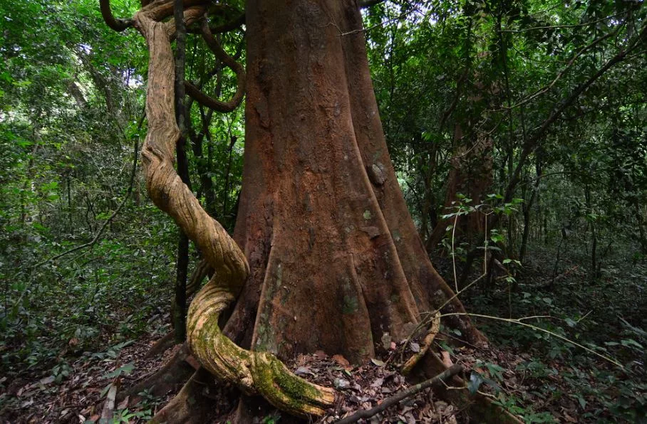 Budongo Forest